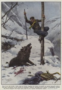 Woest door kou en honger, probeerde een groot wild zwijn een arbeider aan te vallen