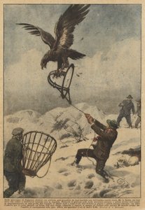 In de bergen van Coggiola (Biella) kon een jongeman een prachtige steenarend vangen in een val