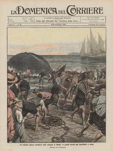 Een enorme walvis aangespoeld op het strand van Massa, de grote inspanningen om hem aan land te slepen