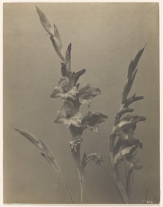 [Gladiolus]