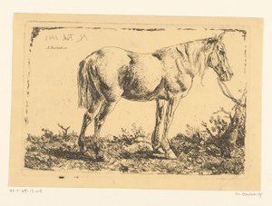 Paard aan een boom