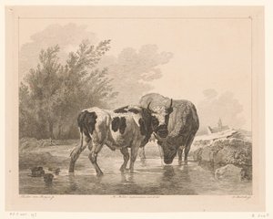 Twee koeien in een beek