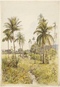 Palmbomen, Colima