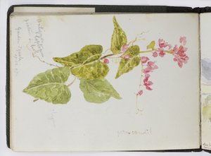 Schetsboek van aquarellen, tekeningen en notities, Mexico, 1896-1898
