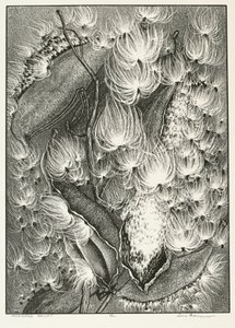 Milkweed Ballet door Adolf Ernst Meissner