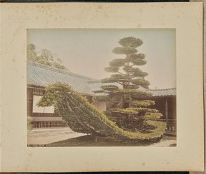 Dennenboom, Kinkakuji door Adolfo Farsari