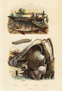 Baars, pareloester, fluweelworm en gaasvlieg (gravure)