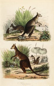 Rode kangoeroe, Macropus rufus (onder), oostelijke grijze kangoeroe, Macropus giganteus (rechtsboven), en donkere wallaby, Thylogale brunii (linksboven)