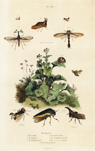Boomhoppers, 1834-1839 (gravure)