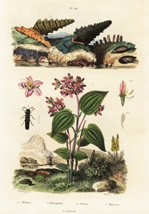 Trompetslakken, soldatenkevers en Clidemia, 1834-1839 (gravure)