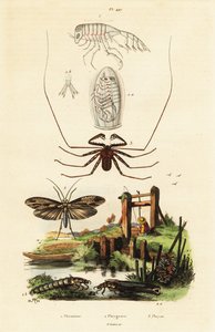 Zweepspin en schietmot
