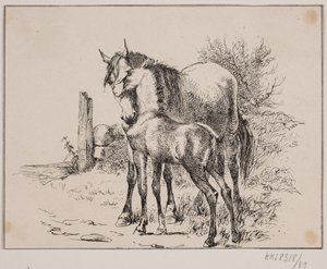 Het paard en het veulen