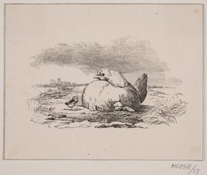 De kuikens