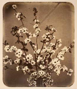 Bloemstilleven door Adolphe Braun