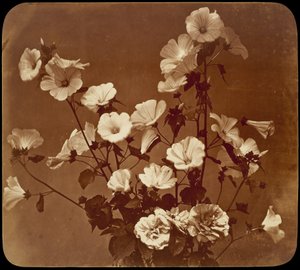 [Bloemstudie, Roos van Sharon]