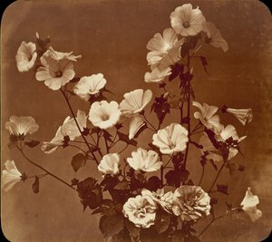[Bloemenstudie, Rose of Sharon], ca. 1854 door Adolphe Braun