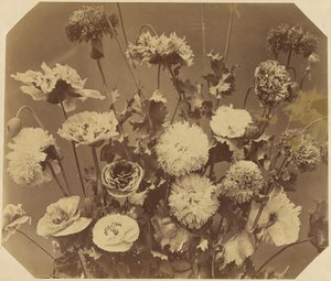 [Bloemen]