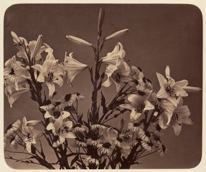 [Bloemen]