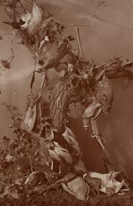 [Still Life: Dead Game]. door Adolphe Braun