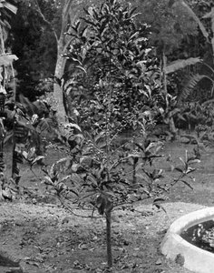 Koffieboom, Jamaica, ca. 1905