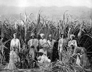 Suikerriet snijders, Jamaica door Adolphe Duperly and Son