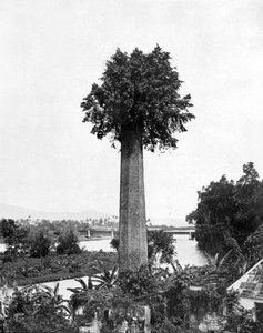 Boom die groeit uit oude suikerfabriekschoorsteen, Jamaica, ca. 1905