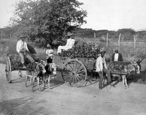 Houten karren, Jamaica, c1905 door Adolphe Duperly and Son
