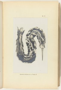 Opengesneden adder met de organen zichtbaar door Adolphe Louis Donnadieu