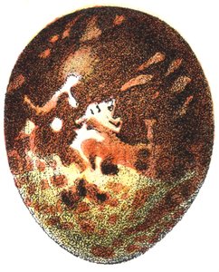 Ei van een Wespendief (Pernis apivorus), 1923