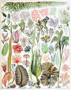 Illustratie van algen en zeewier ca. 1923