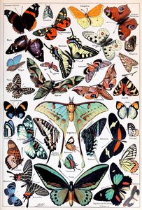 Illustratie van vlinders en motten ca. 1923