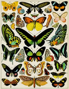 Illustratie van vlinders en motten, ca. 1923