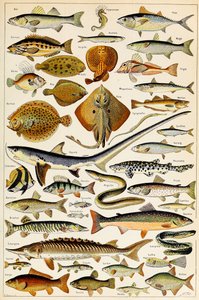 Illustratie van Eetbare Vissen, c.1923