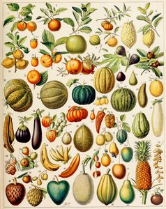Illustratie van fruit, ca. 1923 door Adolphe Philippe Millot