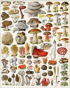 Illustratie van paddenstoelen ca. 1923