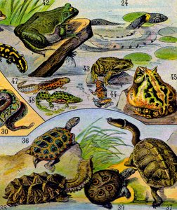 Illustratie van reptielen en amfibieën, ca. 1923