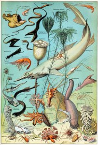 Illustratie van een diepzee-onderwaterscène, ca. 1923 door Adolphe Philippe Millot