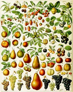 Illustratie van fruit, ca. 1923