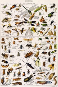 Illustratie van nuttige insecten en insectenplagen ca. 1923 (litho)