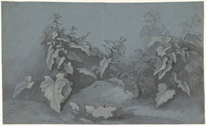 Plantenstudie