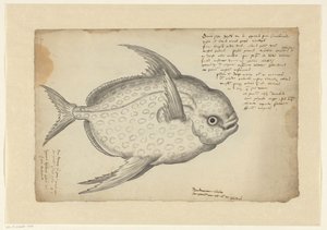 Opah (Lampris guttatus)