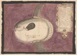 Zonnevis (Mola mola)