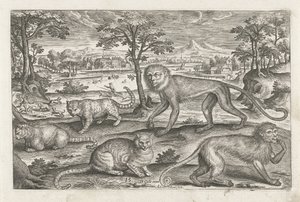 Apen en katten door Adriaen Collaert