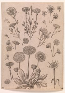 Korenbloemen