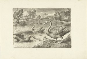 Drie zwanen in een vijver door Adriaen Collaert