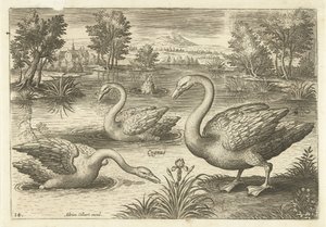 Drie zwanen in een vijver door Adriaen Collaert