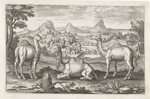 Dromedarissen en een kameel door Adriaen Collaert