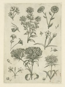 Duizendschoon en andere bloemen