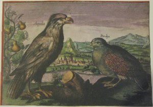 Adelaar en patrijs, Iconotheca Valvasoriana door Adriaen Collaert