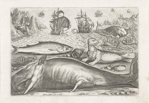 Een harder, een zeeleeuw en een walvis op het strand